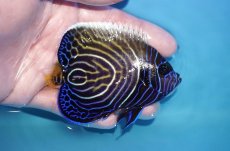 画像2: 【海水魚・ヤッコ】【通販】人工飼料OK♪ウズキン（Mサイズ）(個体販売）（±9cm）No.2（生体）(海水魚) (2)