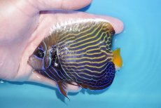 画像1: 【海水魚・ヤッコ】【通販】人工飼料OK♪ウズキン（MLサイズ）(個体販売）（±11cm）No.3（生体）(海水魚) (1)