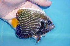 画像2: 【海水魚・ヤッコ】【通販】人工飼料OK♪ウズキン（MLサイズ）(個体販売）（±11cm）No.3（生体）(海水魚) (2)