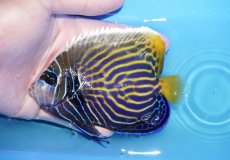 画像1: 【海水魚・ヤッコ】【通販】人工飼料OK♪ウズキン（MLサイズ）(個体販売）（±12cm）No.4（生体）(海水魚) (1)