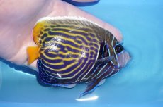 画像2: 【海水魚・ヤッコ】【通販】人工飼料OK♪ウズキン（MLサイズ）(個体販売）（±12cm）No.4（生体）(海水魚) (2)