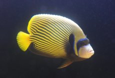 画像1: 【海水魚・ヤッコ】【通販】人工飼料OK♪タテジマキンチャクダイ（XLサイズ/インド洋）(個体販売）（±23cm）No.3（生体）(海水魚) (1)