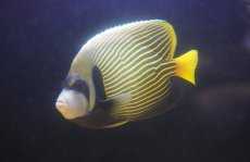 画像2: 【海水魚・ヤッコ】【通販】人工飼料OK♪タテジマキンチャクダイ（XLサイズ/インド洋）(個体販売）（±23cm）No.3（生体）(海水魚) (2)