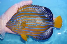 画像1: 【サマーセール クーポンご利用で更に10％OFF対象商品】【海水魚・ヤッコ】【通販】状態良好♪【沖縄産ハンドコート物】キンチャクダイ(XLサイズ)(個体販売）（±18cm）（生体）(海水魚) (1)