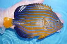 画像2: 【サマーセール クーポンご利用で更に10％OFF対象商品】【海水魚・ヤッコ】【通販】状態良好♪【沖縄産ハンドコート物】キンチャクダイ(XLサイズ)(個体販売）（±18cm）（生体）(海水魚) (2)
