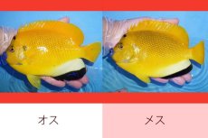 画像1: 【サマーセール クーポンご利用で更に10％OFF対象商品】【海水魚・ヤッコ】【通販】【レア】状態良好♪【沖縄産ハンドコート物】シテンヤッコ(ワイルドペア)(XLサイズ)(個体販売）（±18cm）（生体）(海水魚) (1)