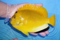 画像2: 【サマーセール クーポンご利用で更に10％OFF対象商品】【海水魚・ヤッコ】【通販】【レア】状態良好♪【沖縄産ハンドコート物】シテンヤッコ(ワイルドペア)(XLサイズ)(個体販売）（±18cm）（生体）(海水魚) (2)