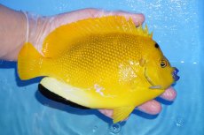 画像3: 【サマーセール クーポンご利用で更に10％OFF対象商品】【海水魚・ヤッコ】【通販】【レア】状態良好♪【沖縄産ハンドコート物】シテンヤッコ(ワイルドペア)(XLサイズ)(個体販売）（±18cm）（生体）(海水魚) (3)