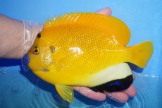 画像4: 【サマーセール クーポンご利用で更に10％OFF対象商品】【海水魚・ヤッコ】【通販】【レア】状態良好♪【沖縄産ハンドコート物】シテンヤッコ(ワイルドペア)(XLサイズ)(個体販売）（±18cm）（生体）(海水魚) (4)