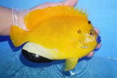 画像5: 【サマーセール クーポンご利用で更に10％OFF対象商品】【海水魚・ヤッコ】【通販】【レア】状態良好♪【沖縄産ハンドコート物】シテンヤッコ(ワイルドペア)(XLサイズ)(個体販売）（±18cm）（生体）(海水魚) (5)