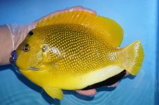 画像1: 【サマーセール クーポンご利用で更に10％OFF対象商品】【海水魚・ヤッコ】【通販】状態良好♪【沖縄産ハンドコート物】シテンヤッコ(XLサイズ)(個体販売）（±20cm）No.1（生体）(海水魚) (1)