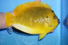 画像2: 【サマーセール クーポンご利用で更に10％OFF対象商品】【海水魚・ヤッコ】【通販】状態良好♪【沖縄産ハンドコート物】シテンヤッコ(XLサイズ)(個体販売）（±20cm）No.1（生体）(海水魚) (2)