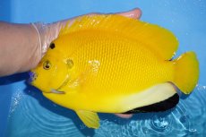 画像1: 【サマーセール クーポンご利用で更に10％OFF対象商品】【海水魚・ヤッコ】【通販】状態良好♪【沖縄産ハンドコート物】シテンヤッコ(XLサイズ)(個体販売）（±21cm）No.2（生体）(海水魚) (1)