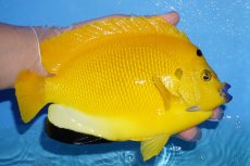 画像2: 【サマーセール クーポンご利用で更に10％OFF対象商品】【海水魚・ヤッコ】【通販】状態良好♪【沖縄産ハンドコート物】シテンヤッコ(XLサイズ)(個体販売）（±21cm）No.2（生体）(海水魚) (2)