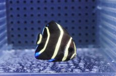 画像1: 【海水魚・ヤッコ】【通販】人工飼料OK♪グレーエンゼル（Sサイズ）(個体販売）（±4cm）No.1（生体）(海水魚) (1)