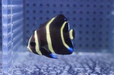 画像2: 【海水魚・ヤッコ】【通販】人工飼料OK♪グレーエンゼル（Sサイズ）(個体販売）（±4cm）No.1（生体）(海水魚) (2)