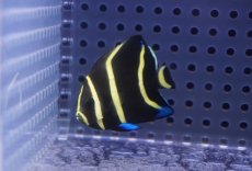 画像1: 【海水魚・ヤッコ】【通販】人工飼料OK♪グレーエンゼル（Sサイズ）(個体販売）（±4cm）No.2（生体）(海水魚) (1)