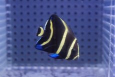 画像2: 【海水魚・ヤッコ】【通販】人工飼料OK♪グレーエンゼル（Sサイズ）(個体販売）（±4cm）No.2（生体）(海水魚) (2)