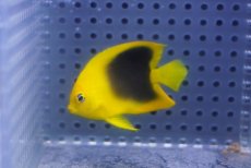 画像1: 【海水魚・ヤッコ】【通販】人工飼料OK♪ロックビューティー（Sサイズ）(個体販売）（±5cm）No.1（生体）(海水魚) (1)