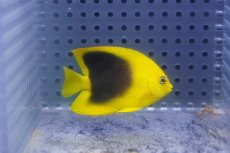 画像2: 【海水魚・ヤッコ】【通販】人工飼料OK♪ロックビューティー（Sサイズ）(個体販売）（±5cm）No.1（生体）(海水魚) (2)