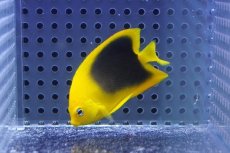 画像1: 【海水魚・ヤッコ】【通販】人工飼料OK♪ロックビューティー（Sサイズ）(個体販売）（±5.5cm）No.2（生体）(海水魚) (1)