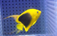 画像2: 【海水魚・ヤッコ】【通販】人工飼料OK♪ロックビューティー（Sサイズ）(個体販売）（±5.5cm）No.2（生体）(海水魚) (2)