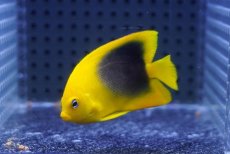 画像1: 【海水魚・ヤッコ】【通販】人工飼料OK♪ロックビューティー（Sサイズ）(個体販売）（±5.5cm）No.3（生体）(海水魚) (1)