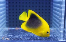 画像2: 【海水魚・ヤッコ】【通販】人工飼料OK♪ロックビューティー（Sサイズ）(個体販売）（±5.5cm）No.3（生体）(海水魚) (2)