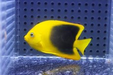 画像1: 【海水魚・ヤッコ】【通販】人工飼料OK♪ロックビューティー（SMサイズ）(個体販売）（±6cm）No.4（生体）(海水魚) (1)