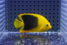 画像2: 【海水魚・ヤッコ】【通販】人工飼料OK♪ロックビューティー（SMサイズ）(個体販売）（±6cm）No.4（生体）(海水魚) (2)