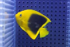 画像1: 【海水魚・ヤッコ】【通販】人工飼料OK♪ロックビューティー（SMサイズ）(個体販売）（±6cm）No.5（生体）(海水魚) (1)