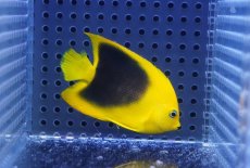 画像2: 【海水魚・ヤッコ】【通販】人工飼料OK♪ロックビューティー（SMサイズ）(個体販売）（±6cm）No.5（生体）(海水魚) (2)