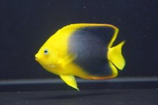 画像1: 【海水魚・ヤッコ】【通販】人工飼料OK♪ロックビューティー（Mサイズ)(個体販売）（±8cm）No.6（生体）(海水魚) (1)