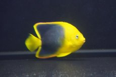 画像2: 【海水魚・ヤッコ】【通販】人工飼料OK♪ロックビューティー（Mサイズ)(個体販売）（±8cm）No.6（生体）(海水魚) (2)