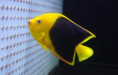 画像1: 【海水魚・ヤッコ】【通販】人工飼料OK♪ロックビューティー（Mサイズ)(個体販売）（±9cm）No.7（生体）(海水魚) (1)