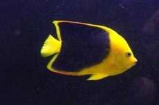 画像2: 【海水魚・ヤッコ】【通販】人工飼料OK♪ロックビューティー（Mサイズ)(個体販売）（±9cm）No.7（生体）(海水魚) (2)