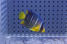 画像1: 【海水魚・ヤッコ】【通販】人工飼料OK♪ブルーエンゼル（Sサイズ）(個体販売）（±4.5cm）No.2（生体）(海水魚) (1)