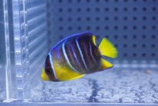 画像2: 【海水魚・ヤッコ】【通販】人工飼料OK♪ブルーエンゼル（Sサイズ）(個体販売）（±4.5cm）No.2（生体）(海水魚) (2)