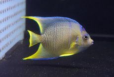 画像1: 【海水魚・ヤッコ】【通販】人工飼料OK♪ブルーエンゼル（Mサイズ）(個体販売）（±8-9cm）No.3（生体）(海水魚) (1)