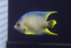 画像2: 【海水魚・ヤッコ】【通販】人工飼料OK♪ブルーエンゼル（Mサイズ）(個体販売）（±8-9cm）No.3（生体）(海水魚) (2)