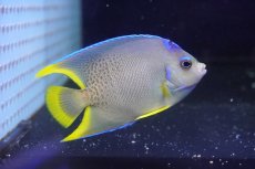 画像1: 【海水魚・ヤッコ】【通販】人工飼料OK♪ブルーエンゼル（Mサイズ）(個体販売）（±9-10cm）No.4（生体）(海水魚) (1)
