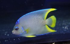 画像2: 【海水魚・ヤッコ】【通販】人工飼料OK♪ブルーエンゼル（Mサイズ）(個体販売）（±9-10cm）No.4（生体）(海水魚) (2)
