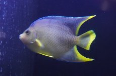 画像1: 【海水魚・ヤッコ】【通販】人工飼料OK♪ブルーエンゼル（MLサイズ）(個体販売）（±11-12cm）No.5（生体）(海水魚) (1)