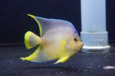 画像2: 【海水魚・ヤッコ】【通販】人工飼料OK♪ブルーエンゼル（MLサイズ）(個体販売）（±11-12cm）No.5（生体）(海水魚) (2)