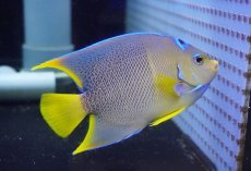 画像1: 【海水魚・ヤッコ】【通販】人工飼料OK♪ブルーエンゼル（Lサイズ）(個体販売）（±12-13cm）No.6（生体）(海水魚) (1)