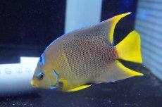 画像2: 【海水魚・ヤッコ】【通販】人工飼料OK♪ブルーエンゼル（Lサイズ）(個体販売）（±12-13cm）No.6（生体）(海水魚) (2)