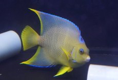 画像1: 【海水魚・ヤッコ】【通販】人工飼料OK♪ブルーエンゼル（Lサイズ）(個体販売）（±14-15cm）No.7（生体）(海水魚) (1)
