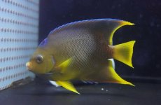 画像2: 【海水魚・ヤッコ】【通販】人工飼料OK♪ブルーエンゼル（Lサイズ）(個体販売）（±14-15cm）No.7（生体）(海水魚) (2)