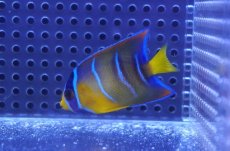 画像1: 【海水魚・ヤッコ】【通販】人工飼料OK♪カリブクイーンエンゼル（Sサイズ）(個体販売）（±5-6cm）No.1（生体）(海水魚) (1)