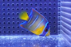 画像2: 【海水魚・ヤッコ】【通販】人工飼料OK♪カリブクイーンエンゼル（Sサイズ）(個体販売）（±5-6cm）No.1（生体）(海水魚) (2)